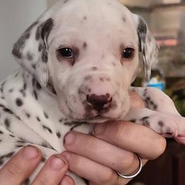 Boy 9 - Dalmatian puppy in Westfield, Massachusetts from Adopt A Spot New England