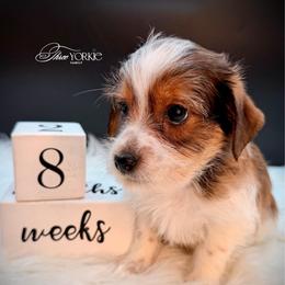 Brown-white parti boy - Parti male Yorkshire Terrier puppy in Machesney Park, Illinois from Three Yorkie Family