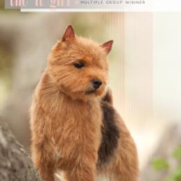 Norfolk Terrier and Norwich Terrier All Grown Up from Infinity Kennels