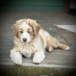 Sixes - Red merle male Miniature Australian Shepherd puppy in North Lakeport, California from Wild Rose Ranch