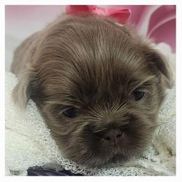 Shih Tzu Puppies from The Shih Zoo