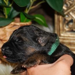 Green - Black and red female German Shepherd puppy in Howell, Michigan from Sheyenne’s Shepherds