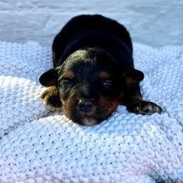 Linus - Tri-color male Bernedoodle puppy in Lancaster, Missouri from Cavapoo Acres