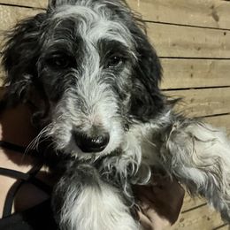 Amos - Black and white Aussiedoodle puppy in Four Oaks, North Carolina from RoseWest Farms