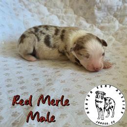 Tatum - Red merle male Toy Australian Shepherd puppy in Jaroso, Colorado from Heaven Sent Aussies