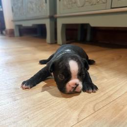 Boy 3 - Black brindle and white male Boston Terrier puppy in Brookville, Ohio from Best Friend Bostons