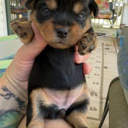 Yorkipoo and Yorkshire Terrier Puppies from Yorkie Oodle Doodle