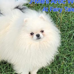 Manny - Pomeranian