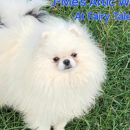 Manny - Pomeranian