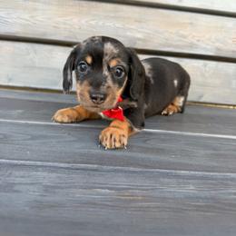 Joey - Dapple male Dachshund puppy in South Willard, Utah from Doxies in the Sun