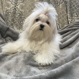 Opal - White female Maltese puppy in Billingsley, Alabama from Euphoria Maltese