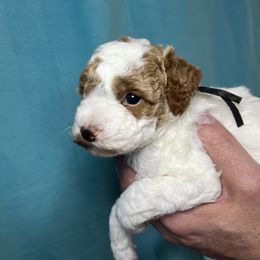 Poodle Puppies from Debi Griego