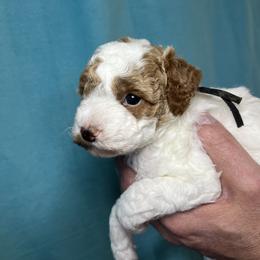 Poodle Puppies from Debi Griego