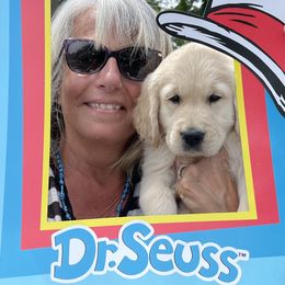 Golden Retriever Puppies from Ruff Life Goldens