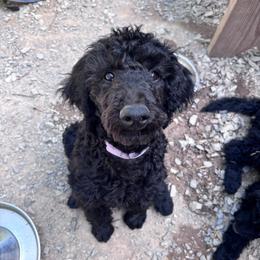 Purple collar girl - Black female Poodle puppy in Grandview, Tennessee from FurEver Poodles