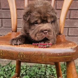 Will - Brown male Chinese Shar-Pei puppy in Minden, Louisiana from Zoey's Waggly Tails