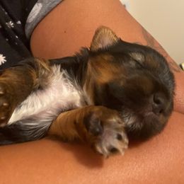 Yorkshire Terrier Puppies from Opals Gifted Hands