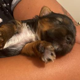 Yorkshire Terrier Puppies from Opals Gifted Hands
