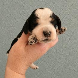Bear - Tri-Roan male English Springer Spaniel puppy in Fort White, Florida from Thunderbird Springers