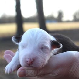 Cinnamonroll - Red tri-color male Australian Shepherd puppy in Star City, Arkansas from Circle P Farm Australian Shepherds