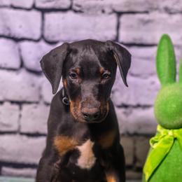 Blue Boy - Black and rust male Doberman Pinscher puppy in Shelby, North Carolina from IronBee Dobermans