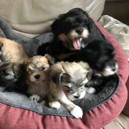 Havanese Puppies from Selah Havanese