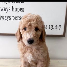 Goldendoodle Puppies from Stringer's Goldendoodles