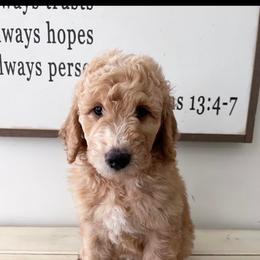 Goldendoodle Puppies from Stringer's Goldendoodles