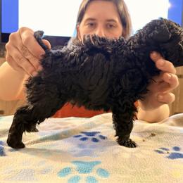 Aero - Black male Mudi puppy in Franklinville, New Jersey from Velaris