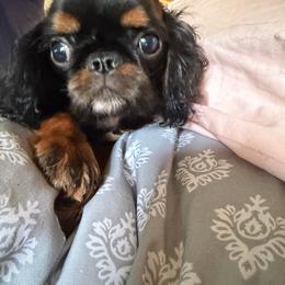 Tigerlilly - Black and tan female English Toy Spaniel puppy in Pennsylvania from Enchanting Charlies