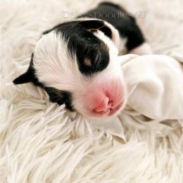 Bernedoodle Puppies from Daisy's Doodles