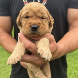 Girl 3 - female Golden Retriever puppy in Lincolnton, Georgia from Lincoln Kennels