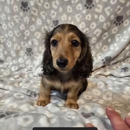 Mitzi 2,800 - Cream female Dachshund puppy in Tonopah, Arizona from Desert Diamond Dachshunds
