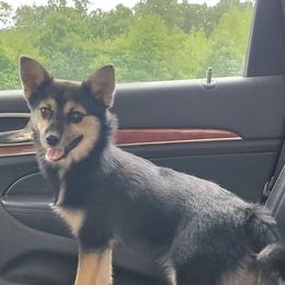 Black tri female - Tri-color female Pomsky puppy in Gladstone, Virginia from Rustic Charms Miniature Huskys