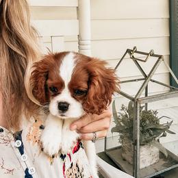 Cavalier King Charles Spaniel Puppies from Cane Creek Cavaliers
