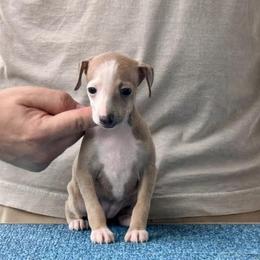 Girl 3 - Blue fawn female Italian Greyhound puppy in Sugar Valley, Georgia from Pinnacle Farm and Kennel