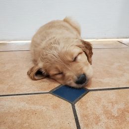 Golden Retriever Puppies from Emma's Golden Puppers