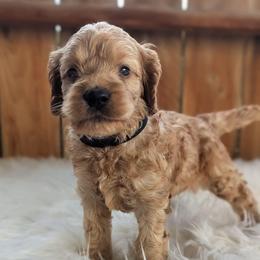 Hunter - Buff and white male Cockapoo puppy in Salt Lake City, Utah from Utah Cocker Spaniels