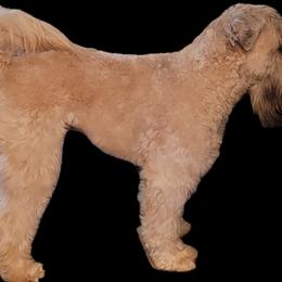 Poodles, Soft Coated Wheaten Terriers, and Whoodles from Green Mountain Kennel