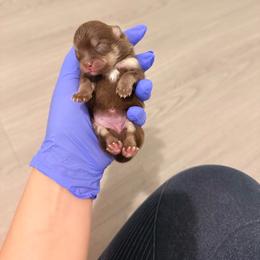 Jelly Bean - Chocolate and tan female Pomeranian puppy in San Antonio, Texas from Pom Pom Lollipop’s