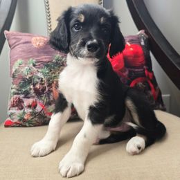 Elvis - Black male Double Doodle puppy in Prescott Valley, Arizona from Ramirez Family Doodles