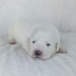 Magenta - White female Great Pyrenees puppy in Yakima, Washington from Naches Heights Ranch