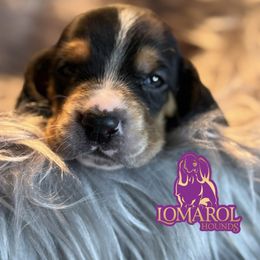 4 - Black brown and white male Basset Hound puppy in Inverness Highlands South, Florida from Lomarol Hounds