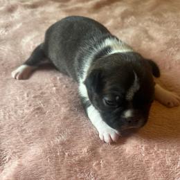 Girl 5 - Black brindle and white female Boston Terrier puppy in Brookville, Ohio from Best Friend Bostons