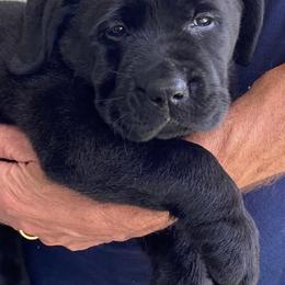 Labrador Retriever Puppies from New England Premier English Labradors