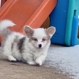 Drifter - Sable merle and white male American Corgi puppy in Whitney, Texas from 5H Corgis