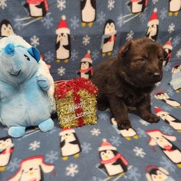 Blue collar - Sable male German Shepherd puppy in Ramsey, Illinois from Haus-Farr German Shepherds