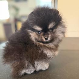 Tiny boy - Black and tan male Pomeranian puppy in Pittsburgh, Pennsylvania from Peachy Pomeranians