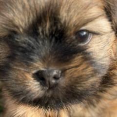 Shorkies and Yorkshire Terriers from Yorkies of Escondido