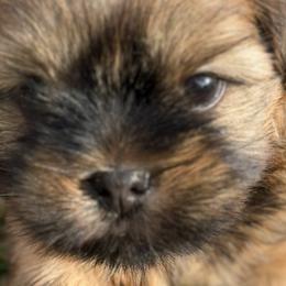 Shorkies and Yorkshire Terriers from Yorkies of Escondido
